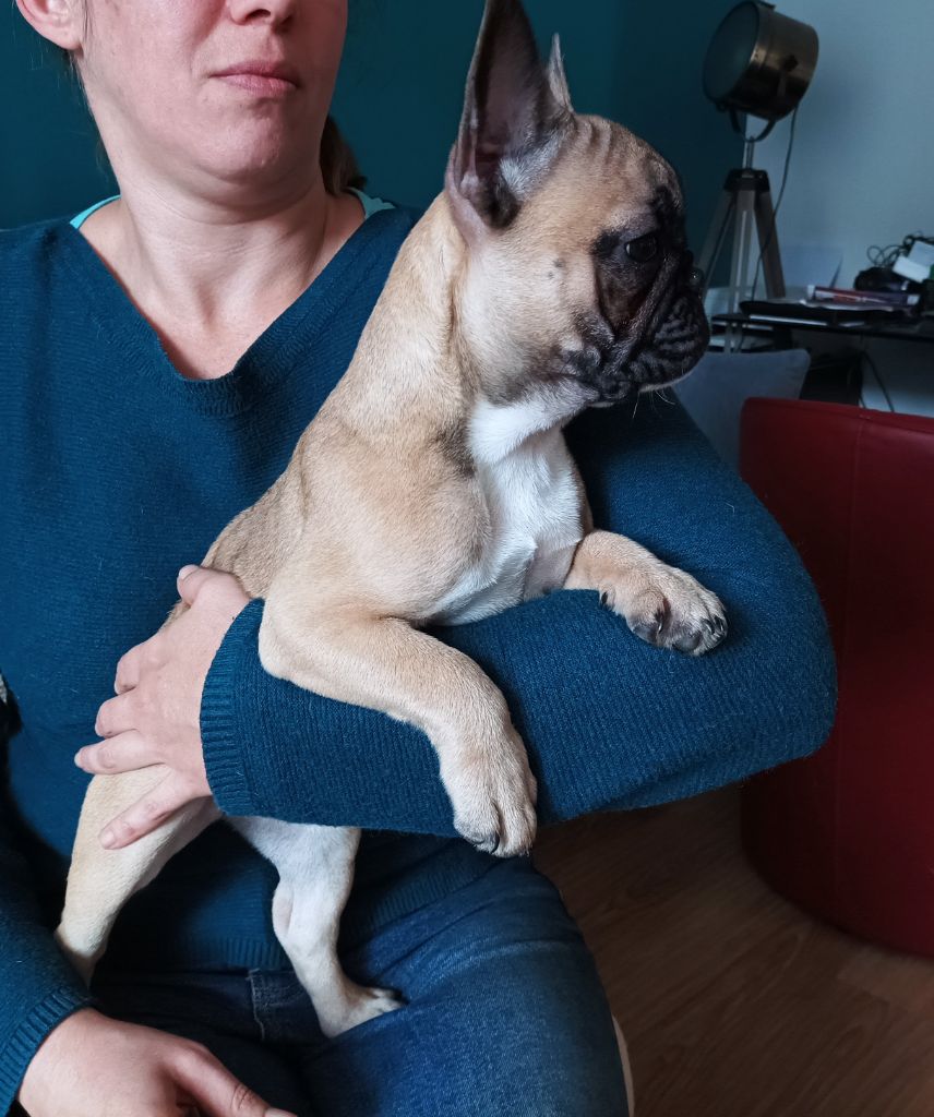 d'Amour et d'Affinité - Chiot disponible  - Bouledogue français