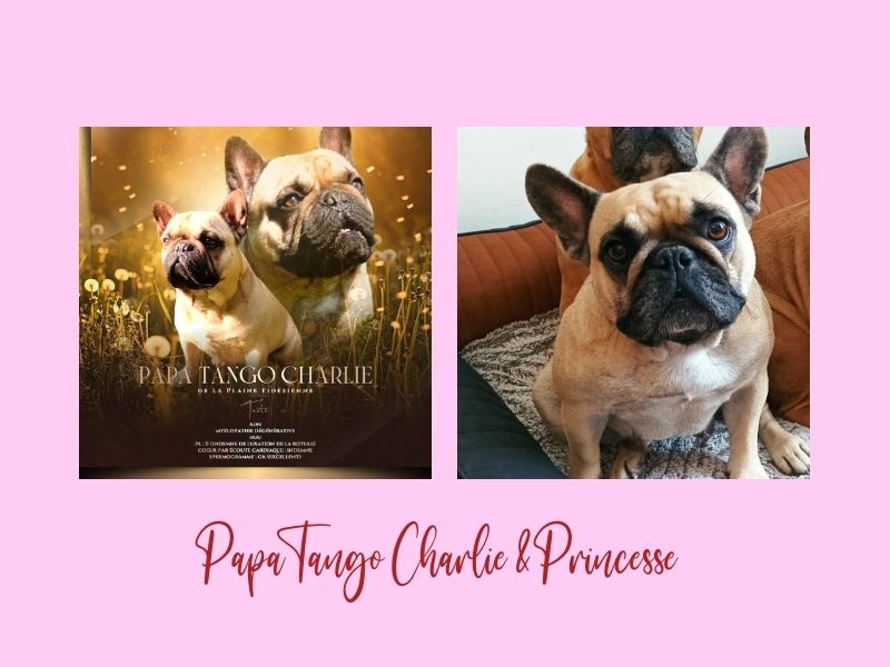 chiot Bouledogue français d'Amour et d'Affinité